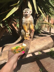 tenerife monkey park
