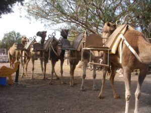 tenerife camel park
