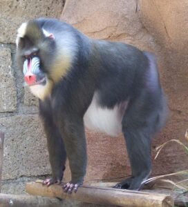 jungle park tenerife