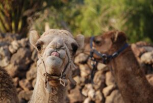 tenerife camel park