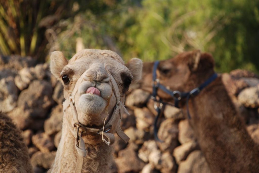 tenerife camel park