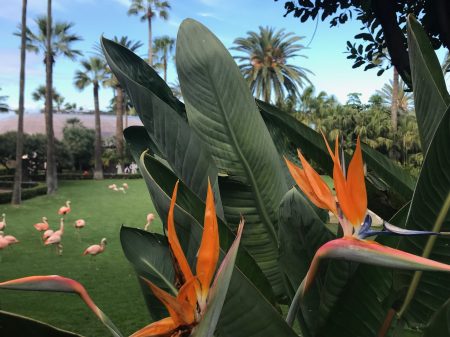 Tenerife apartman foglalás Loro Park